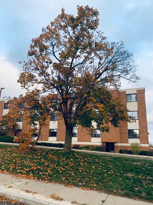 Mission Care At Holyoke