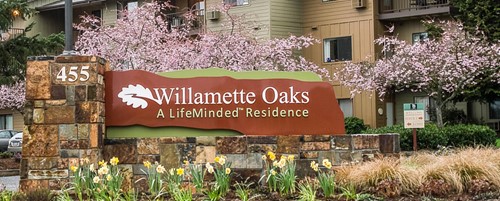 Willamette Oaks